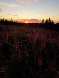 Lamproy, Grand Rougimont, Grand retour