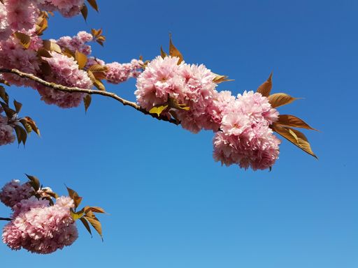 Deze bloesem was nog niet verwaaid!