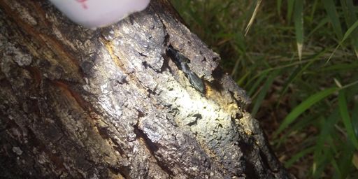 チャリ装備のままでウロ採取ができる範囲は限られているのでヒラタクワガタと出会うと少しテンション上がります。