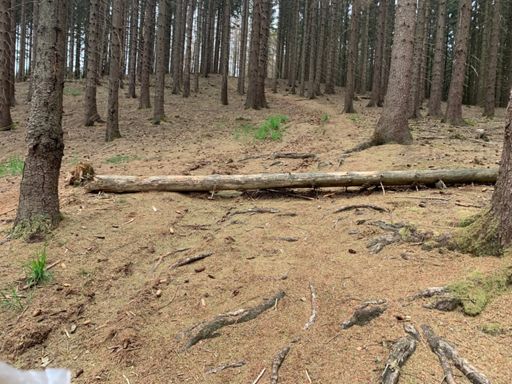 Ein Schelm, wer Böses dabei denkt...
