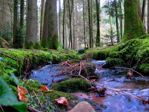 Monbachtal im Februar.