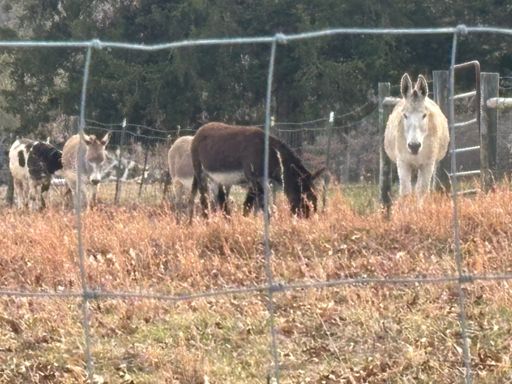 My Local Donkeys 