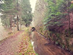 Footing promenade en forêt
