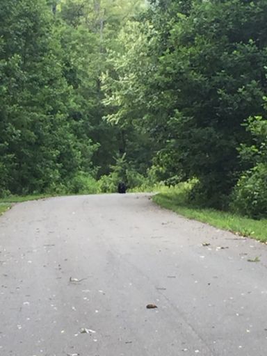 Black Bear 50M ahead on the road I was running. #reroute