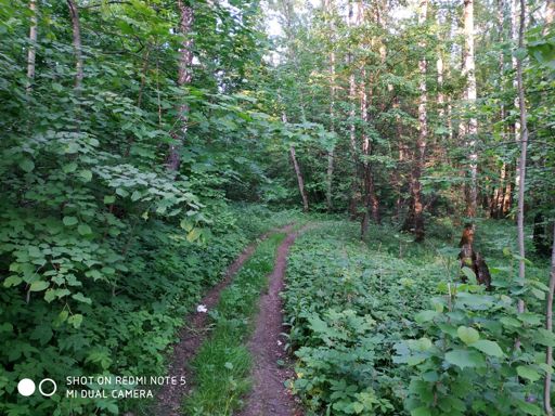 Тропинка от Зелёного шоссе в сторону деревни Петровское. Удобно ехать домой.