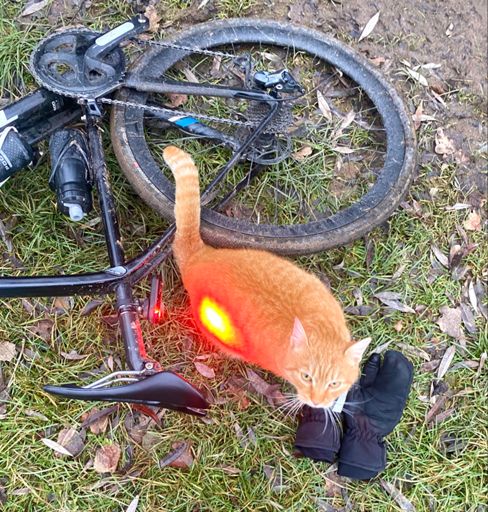 Nový živočišný druh - kočka radarová :-P