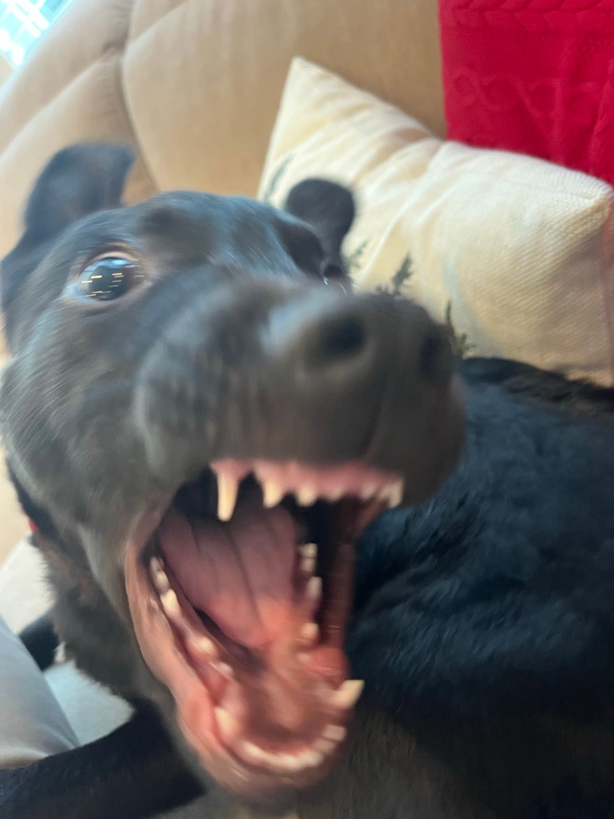 Brothers puppy is awfully bitey these days 