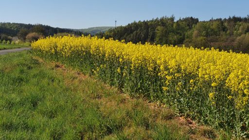 Blick zum Eisenberg - da geht's rauf!
