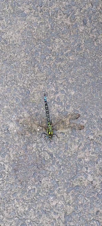 A dragonfly whilst pushing my bike up the other side. The road narrowed. I squeezed myself and the bike against the side. One car passed without a glance or thanks. Another stopped: the family was from Dudley, near where I used to live. They were concerned I remained hydrated and we spoke about the project. The mother moved their wing mirror so they could pass me.