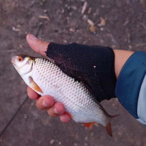 Плотва́ обыкнове́нная (плотва, тара́нь, во́бла, соро́га) (лат. Rutilus rutilus) — вид лучепёрых рыб из семейства карповых (Cyprinidae). Имеет много подвидов, из которых некоторые имеют собственные названия: тарань, вобла.