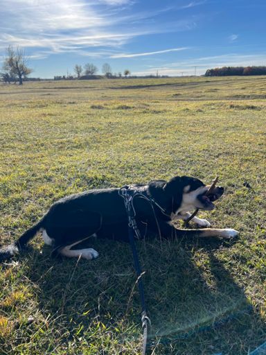 Besser als jedes Spielzeug ❤️