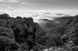 Dans la forêt des calanques