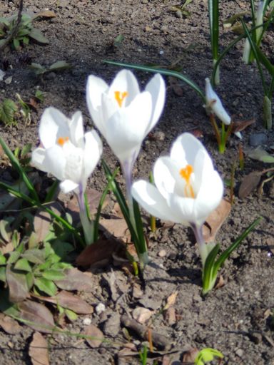 Первоцветы