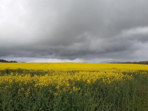 Will it rain 🌧 🤔