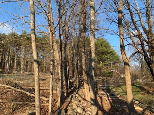 N and S Ash trees dropped. Couple more, and a couple of Oaks to go.