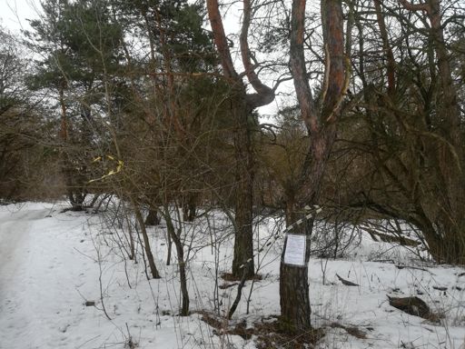 Организаторы так и не убрали разметку(
Наверное бегают хрюкая в другом месте, где было тоже чисто до их появления