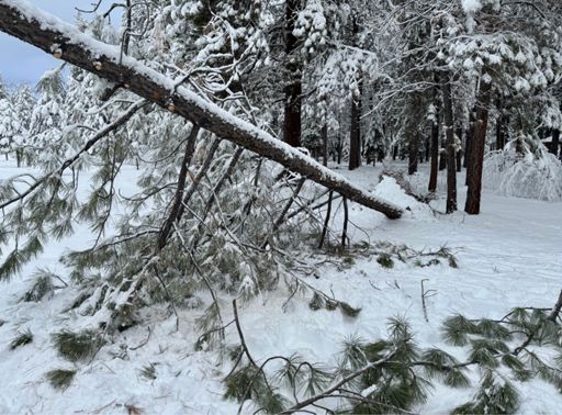Bottom half. Rest crossed driveway. 