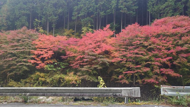 場所によっては緑～赤のグラデーション🤩