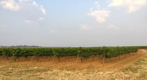Canicule 🥵 et le vignoble a même pas souffert 🍇