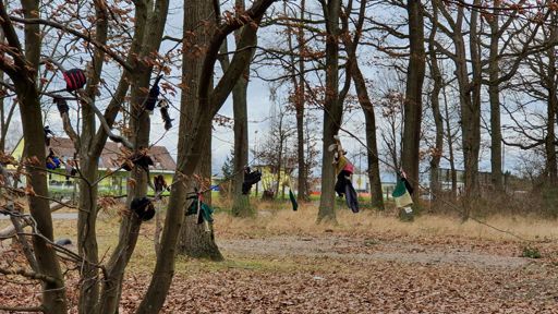Tree of the lost gloves