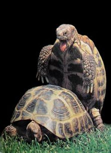 Dans le cul la tortue !!