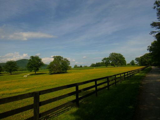 So. Many. Buttercups.