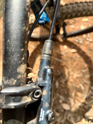 Being first on the trails means picking up lots of spiders 🕷️ 