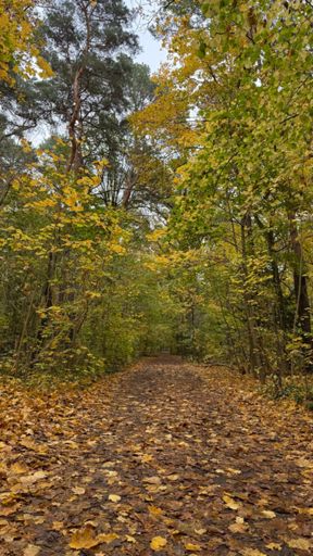 Herbststimmung an diesem Novembermontag im Naturpark „Fauler See“. 🍃🌳🍂