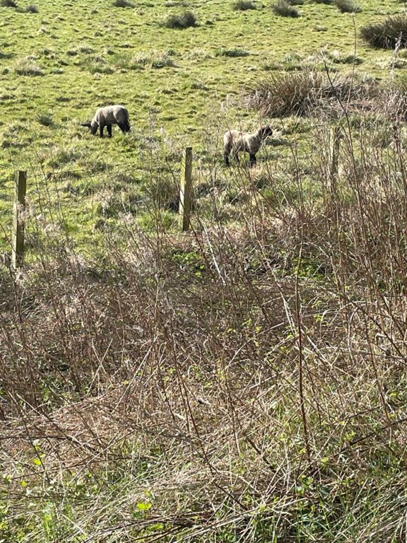 Wings for Life World Run 10k 10.1 km Running Route on Strava