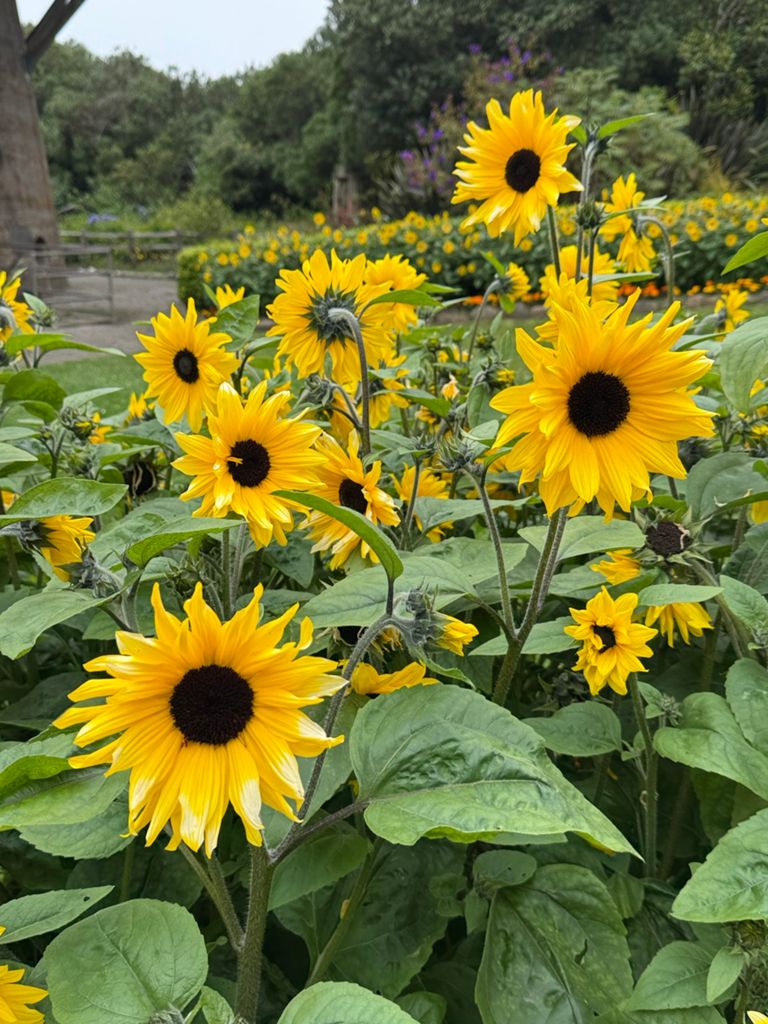Butterlap (Presidio & Golden Gate Park) photo 121