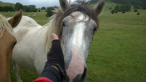 Ma bouffé la moitié de mon ravito !