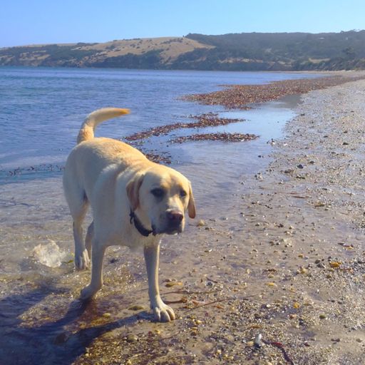 Cooper at his beach :-)