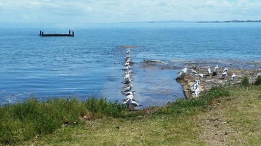 Wynnum esplanade was looking good today!
