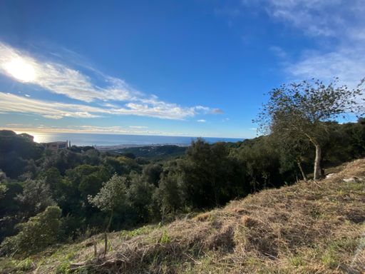 Mataro al fons , damunt de can BRUGUERA