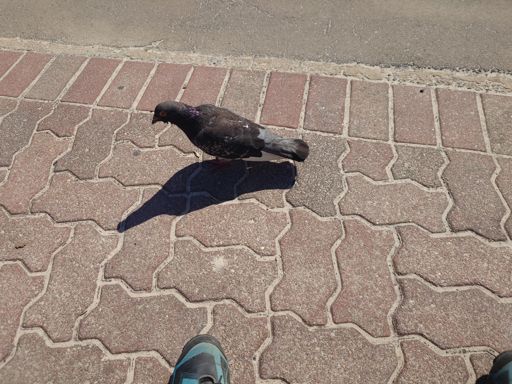 Very tame pigeon got a couple of crumbs