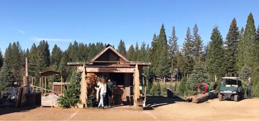 Christmas Tree farm! $120.00 a tree! Yikes!