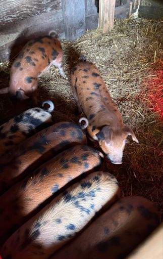 This little piggy 🐖 went to market . . . 