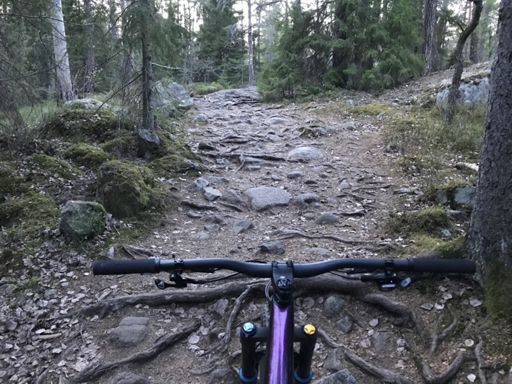 Några av Gömmarskogens en triljard rötter & stenar..