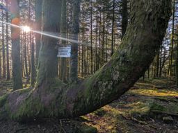 Tour dans forêt de Taintrux avant la séance d’escalade