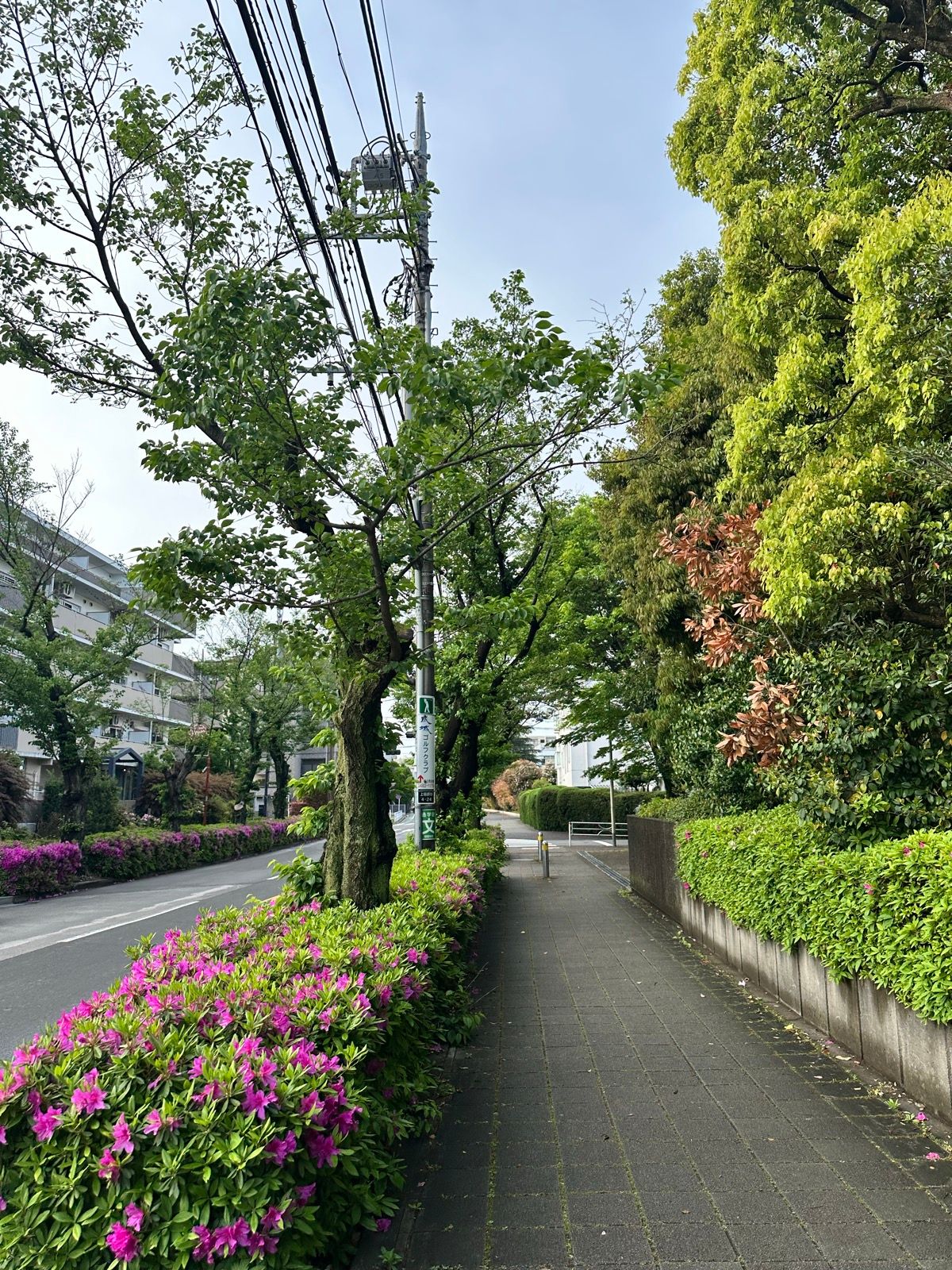 Morning Run