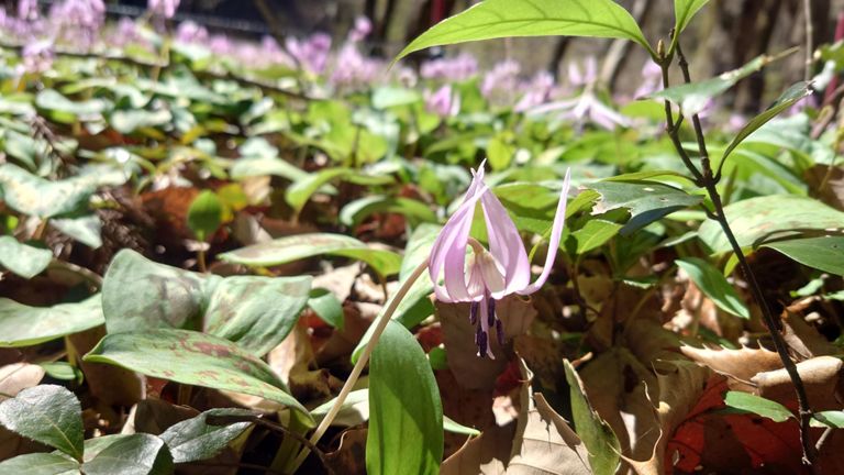 お昼のカタクリの花
