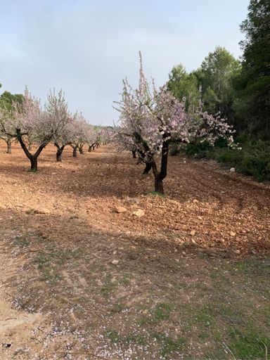 Floración en su esplendor