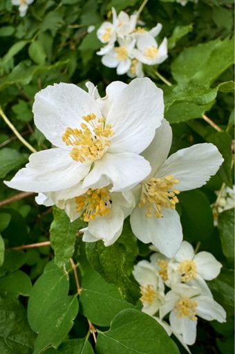 Mock Orange blooming nicely. Great fragrance riding past.
