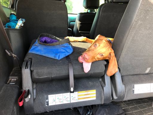 Finally tired him out