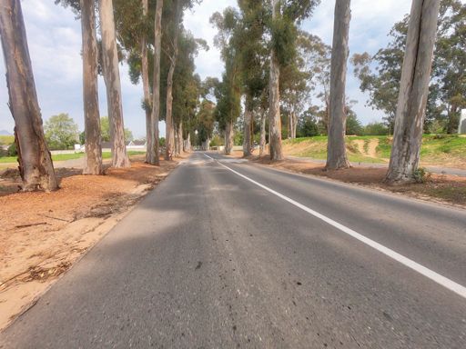 The eucalyptus-tree lined PV road