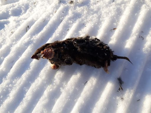 Zmrzlý krtek vyhrabaný rolbou