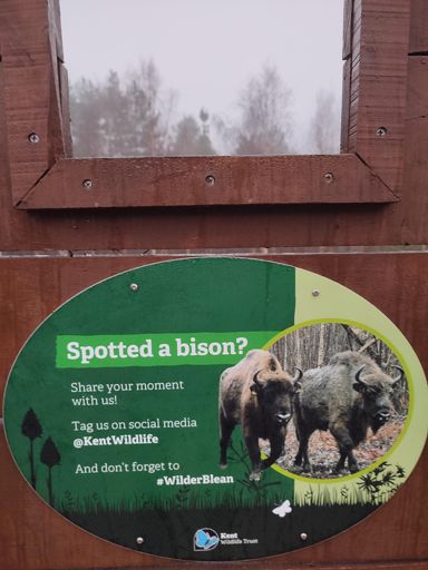 Blean Woods. I didn't spot any bison 