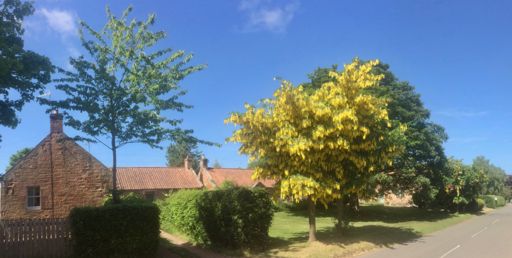 Laburnum at Tyninghame