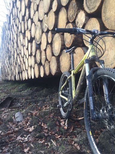 Wall of Wood beeindruckend knapp 100 m lange Holzwand im Reinhardswald steht kaum noch ein Baum 🤷‍♂️