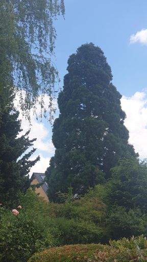 Frankfurt_ID3747_BM_Am Schwalbenschwanz